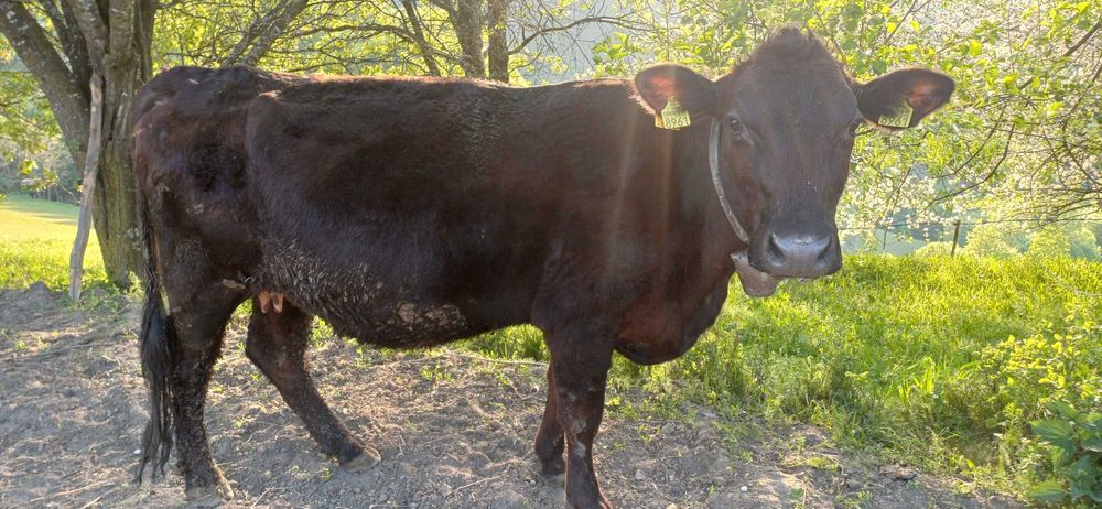 Vand Vaca  angus