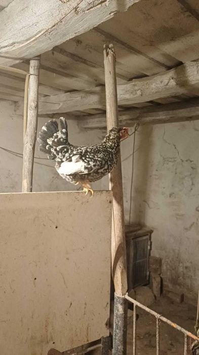 Vând cocosi americani