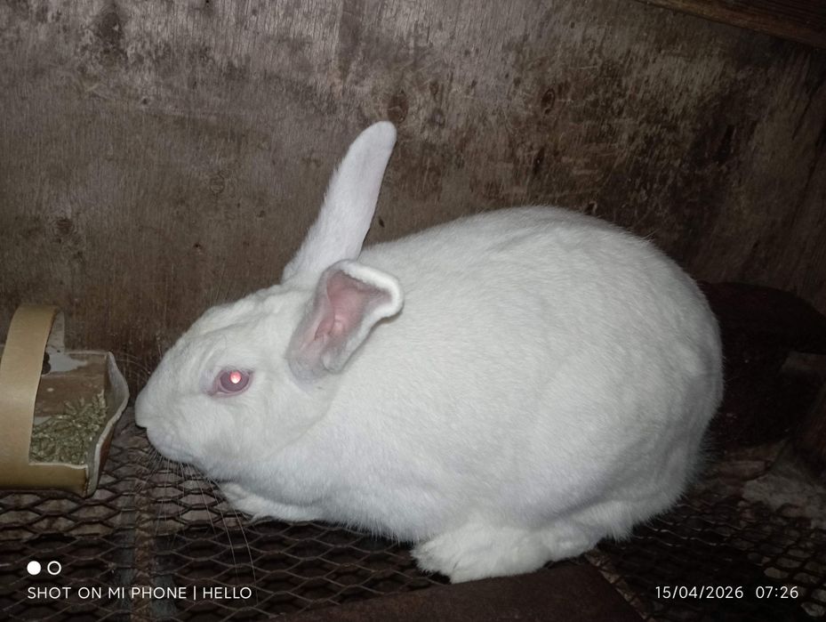 quyon hikol toz zoti