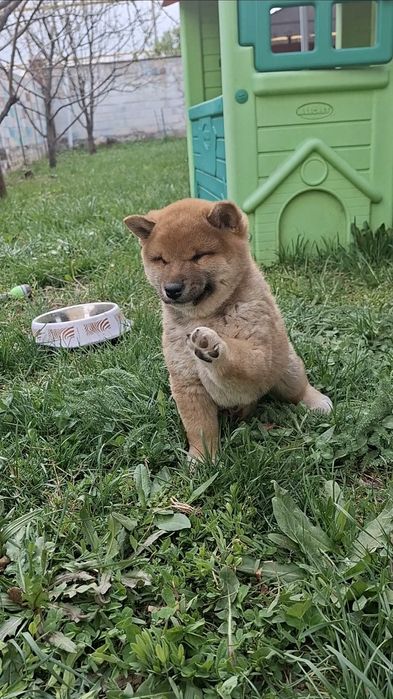 Продам Щенка Чистопородный Сиба-ину