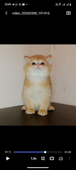 Роскошные котята ny12 золотая Шиншила мальчики