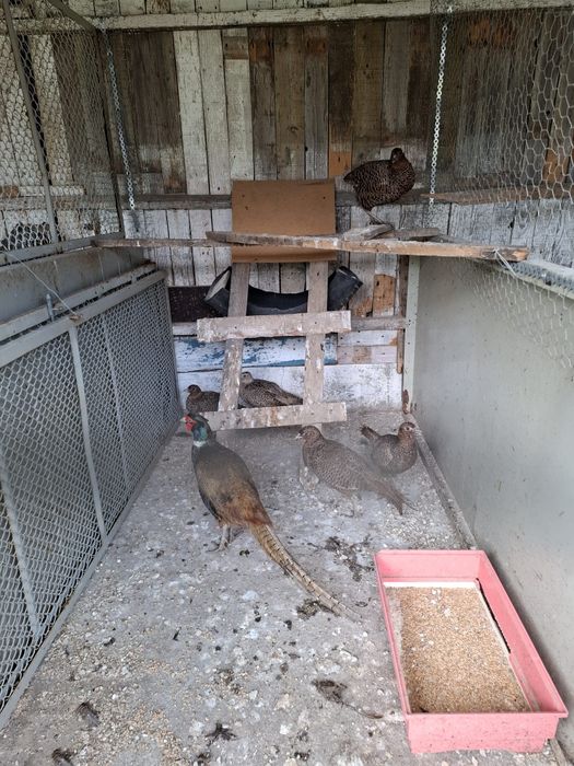 Vând 4 femele și un mascul tenebros și o femela comuna