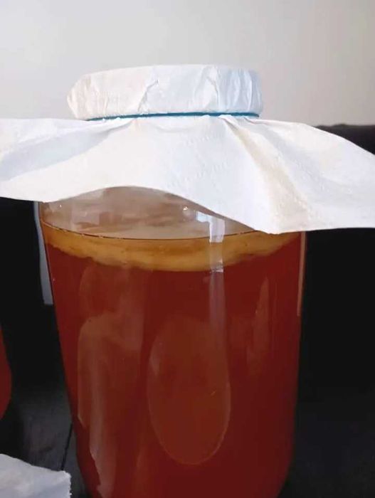 Scoby pentru Kombucha