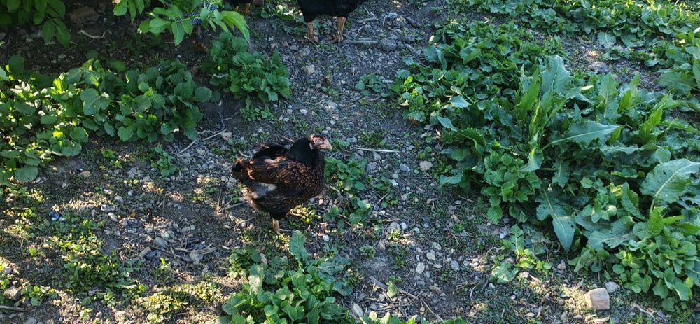 Combatant indian i pitic(bantami)