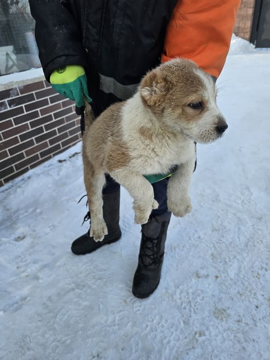 Тобет күшік еркек