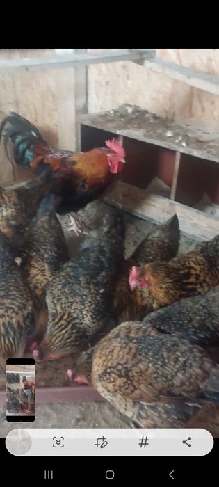 Инкубационное яйцо