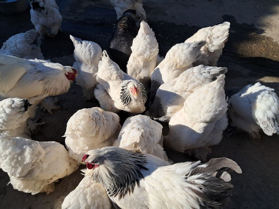 Pui si  ouă de găină brahma !