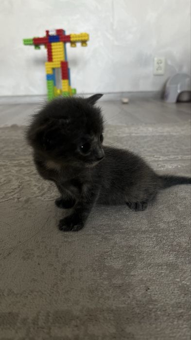 Отдам даром котят