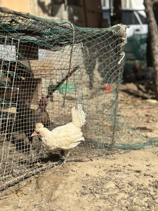 Голландские белохохлый