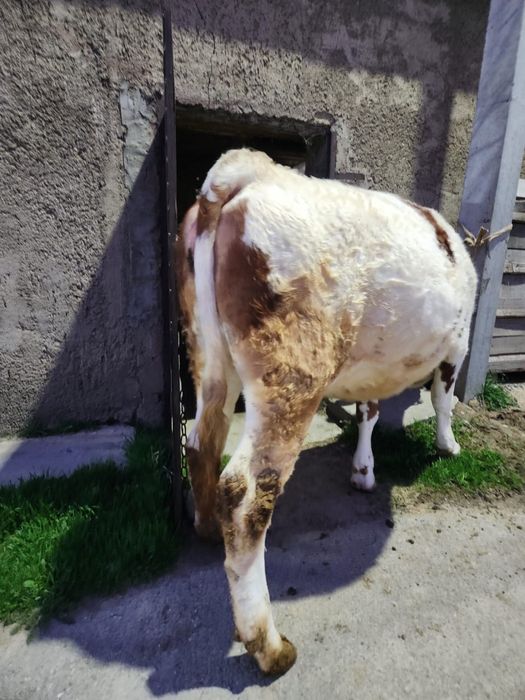 Продается нетель чисто породная сементал