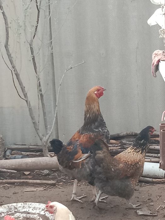 Қораз, петух 10 месяц