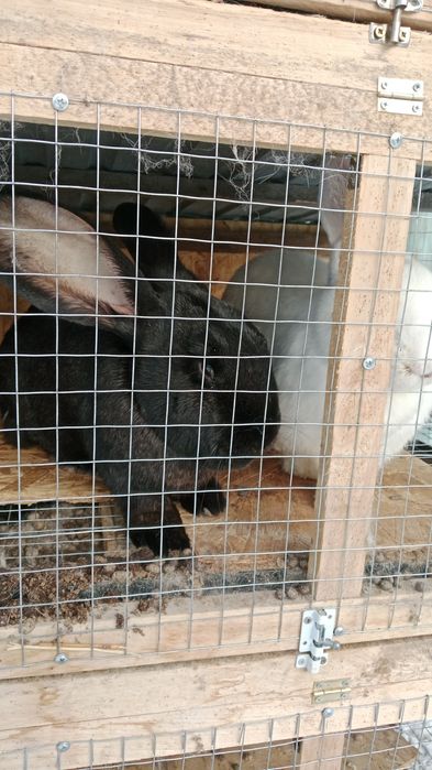 Кролики Фландер.