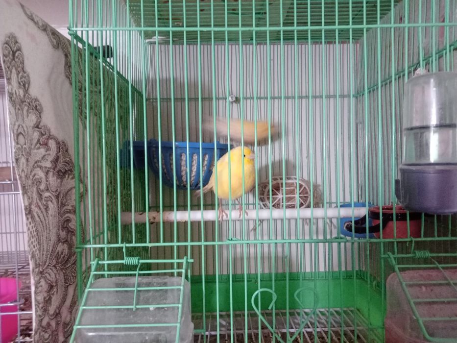 Тайор 3 пара канарейка