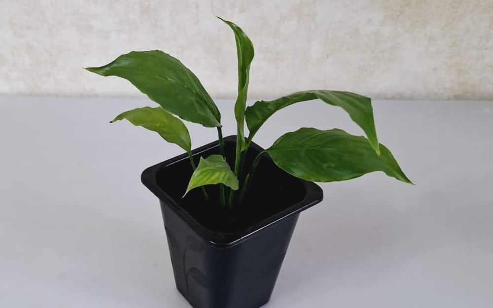 Цветы, цветы, цветы