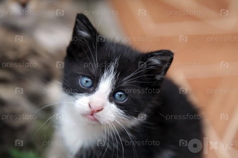 Отдам котят бесплатно привезу тоже бесплатно