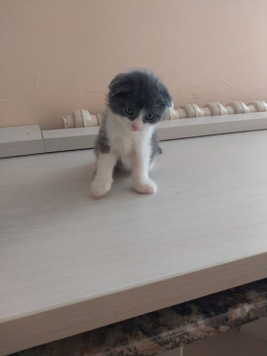 отдам котят в хорошие руки