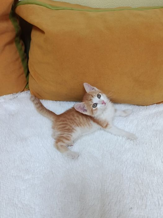 Котёнок (мальчик) в добрые ручки