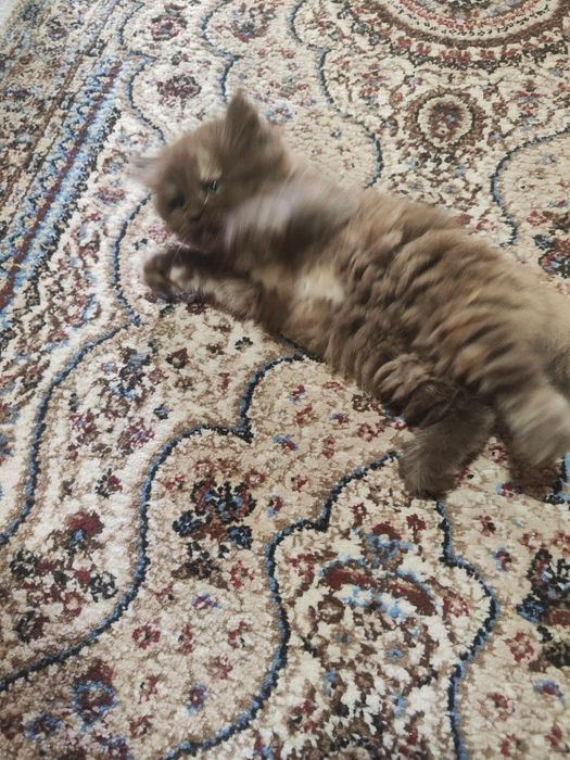 Продается котенок