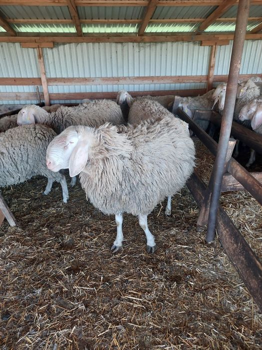 Vând berbec și berbecuți bergamasca