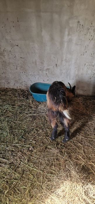 Vând 4 capre 1 țap castrat de un an, și 3 iezi de o luna.