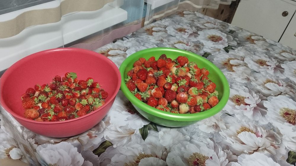 Продам клубнику Слонёнок