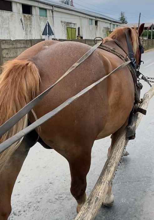 Vand iapa cu Manz !