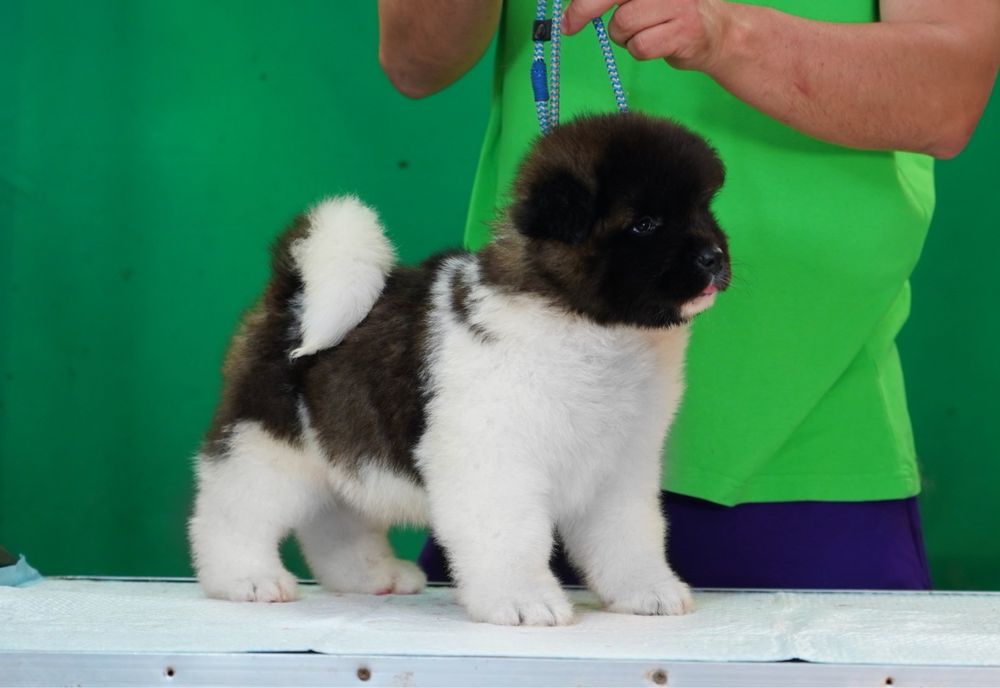 American Akita par lung
