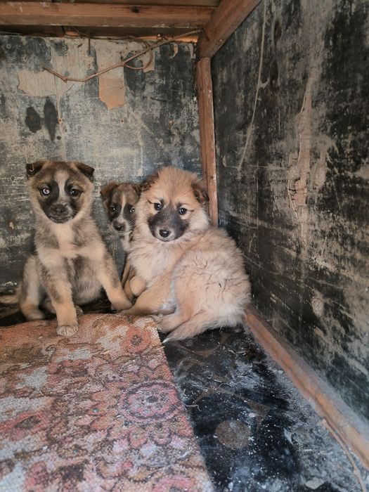 Отдам щенков в хорошие руки