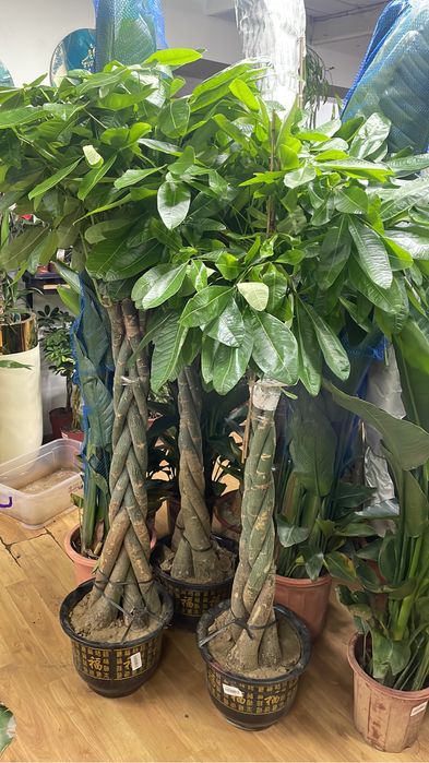 Стрелица Николая