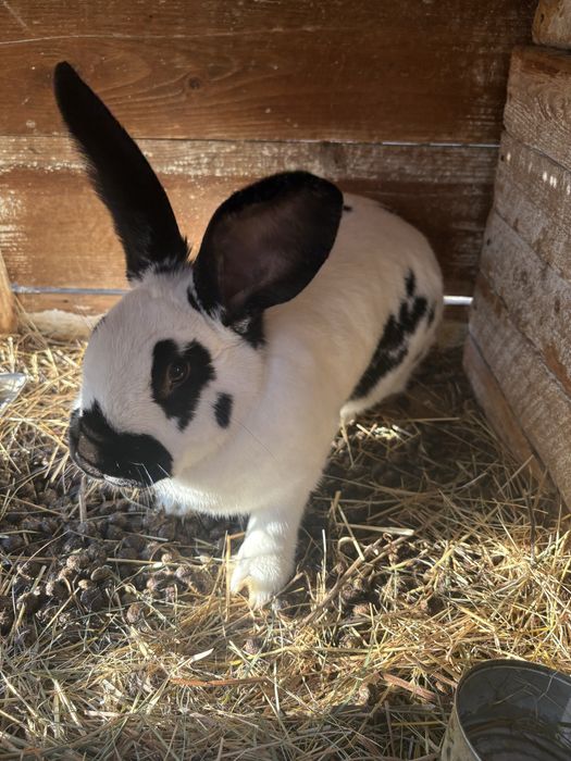 Vând doua femele de fluture german