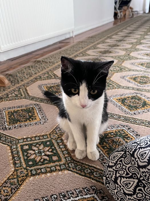 Котик кастрированный