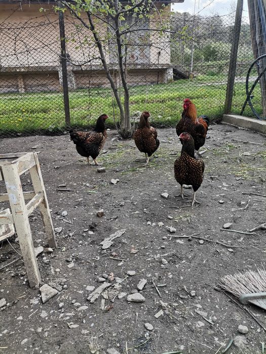Wiandotte gsg și moțate