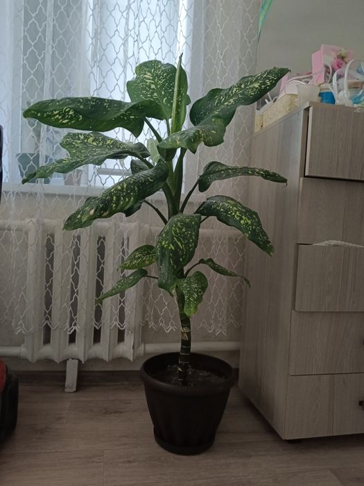 Продам растения для дома и офиса