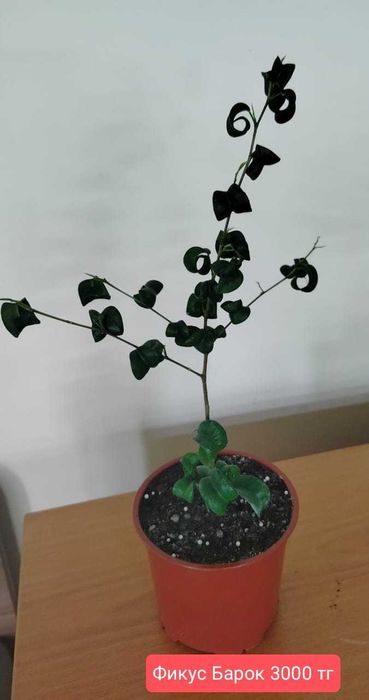 Комнатные растения.