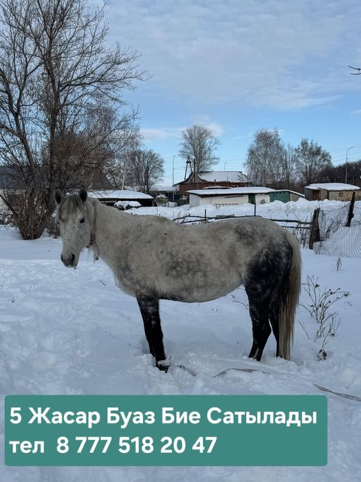 5 Жасар Буаз Бие Сатылады