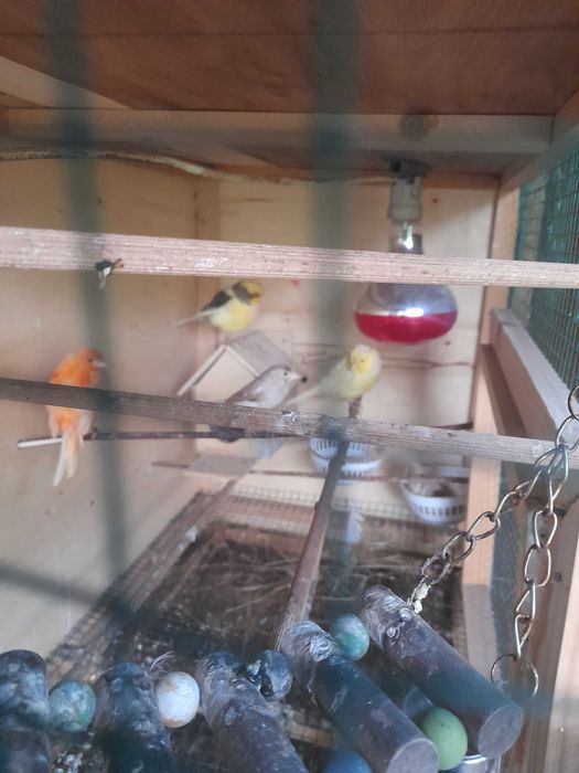 vind sau schimb canari 100 ron bucata