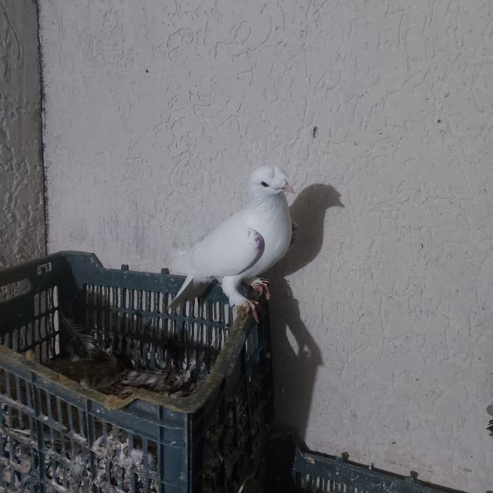 Бели насачуби такла самец