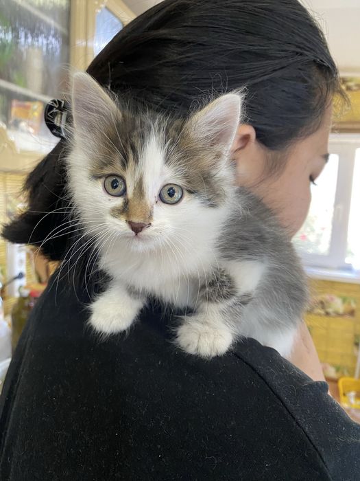Отдам котят в добрые руки