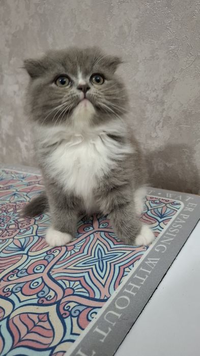 Шотландская фолд