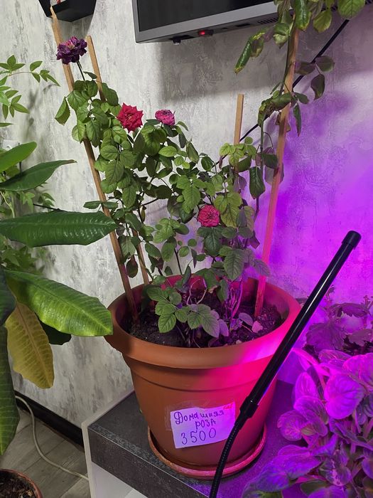 Комнатные растения