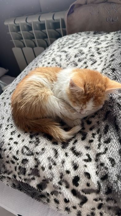 Котенок в добрые руки. Бесплатно.