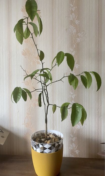 Продам лимон