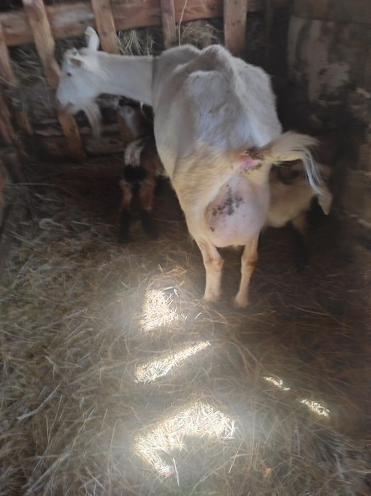 Vând doua  capre și un țap