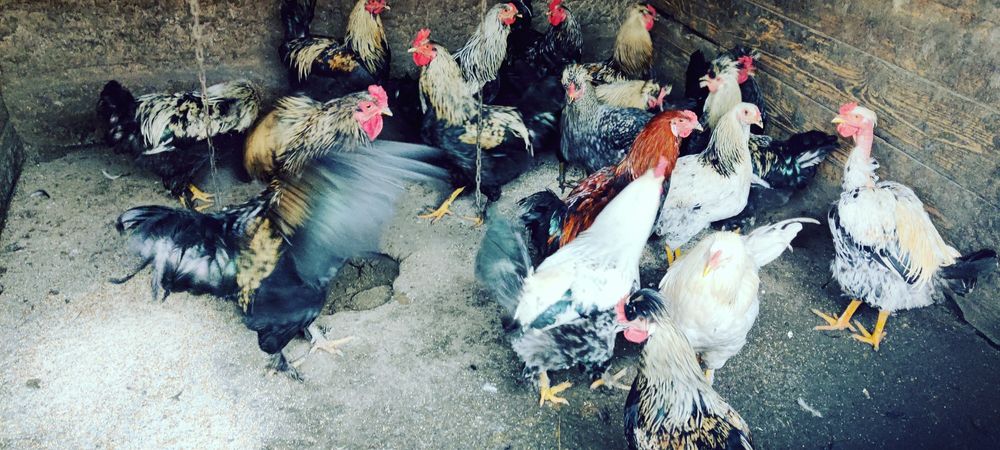 Cocosi Araucana de vanzare