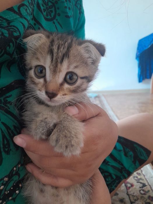 Котята пародистые