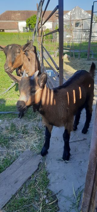 Iedut  alpin francez 250 lei