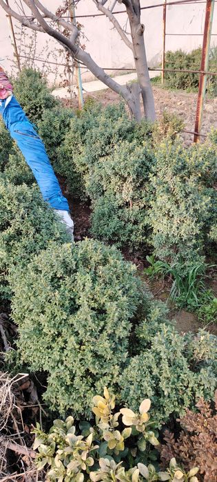 Шамшод кеучати сотилади