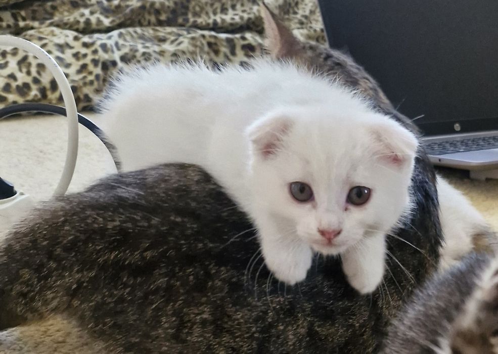 Шотланский Скоттиш