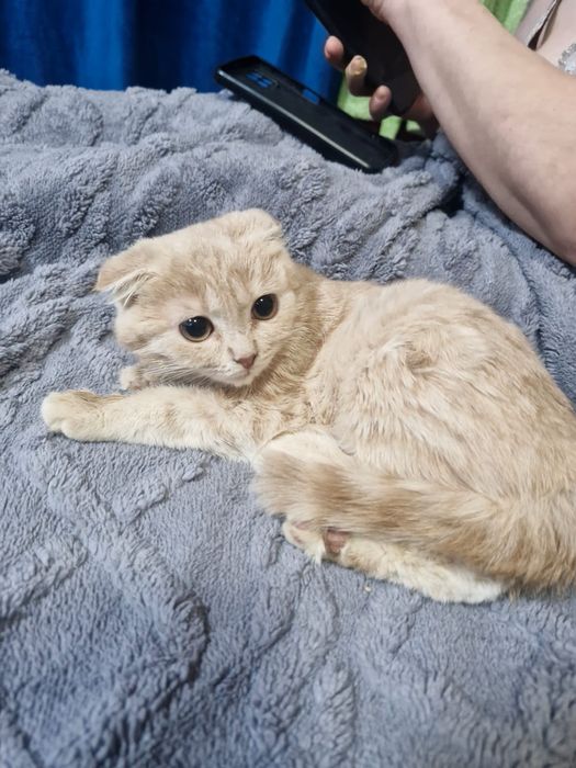 Продам котят шотландцы