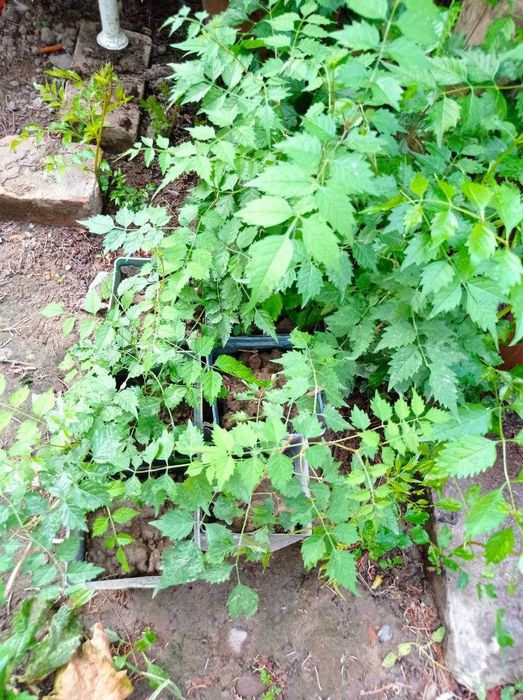 Саженцы гранат, кампсис.инжир черный, вишня крупная